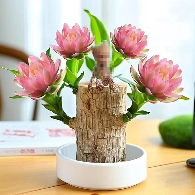 Brazilian Lucky Wood Kit with Monk, Grow Your Own Luck,Easy to Maintain Mini Brazil Woods for Indoor/Outdoor, Bedroom, Kitchen, Office Desk, Garden and Other Decorations thumbnail